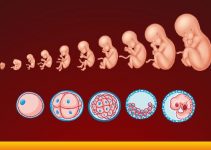 6 Best Embryology Textbooks for Medical Students (2024)