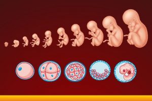 6 Best Embryology Textbooks for Medical Students (2023)