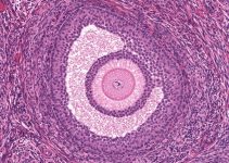 9 Best Histology Textbooks for Medical Students (2024)