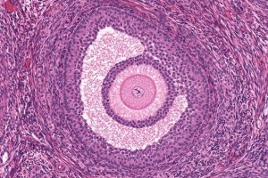 9 Best Histology Textbooks for Medical Students (2023)