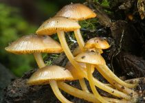 6 Best Mycology Textbooks (2023 Review)