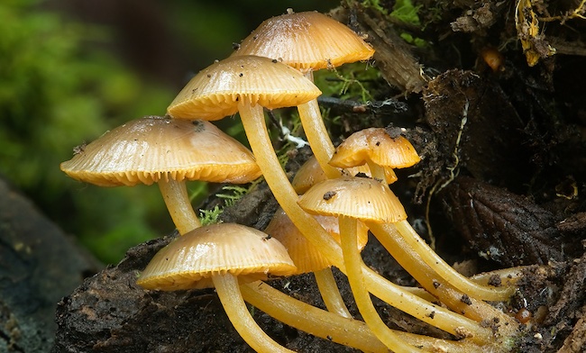 best mycology textbooks