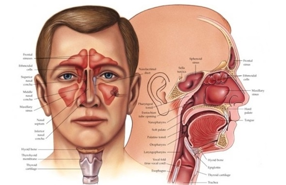 best neurology otolaryngology books for med students