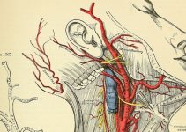 6 Best Surgical Anatomy Textbooks (2024 Review)