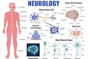 7 Best Neurology Textbooks (2024 Review)