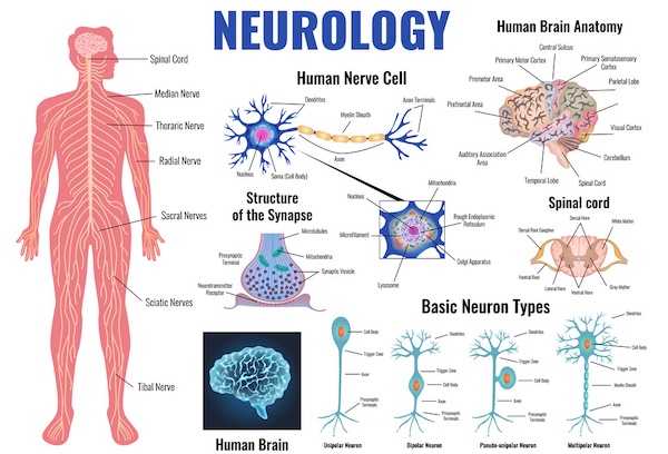 best neurology textbooks