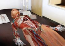 7 Best Atlases of Human Anatomy for Medical Students (2024)