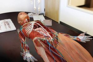 7 Best Atlases of Human Anatomy for Medical Students (2023)